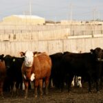 (Photo courtesy Canada Beef Inc.)