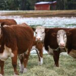 Producers can get up to $200 per breeding cow under the emergency aid program.