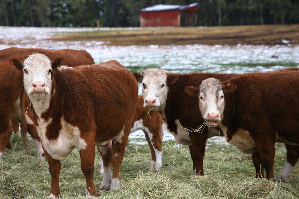 Producers can get up to $200 per breeding cow under the emergency aid program.
