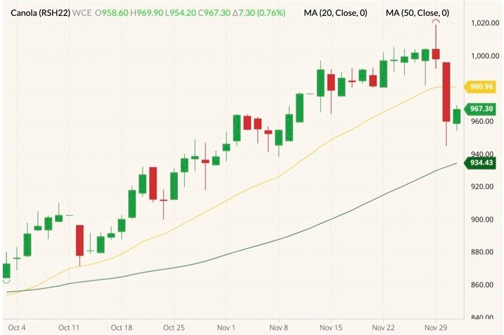 ICE March 2022 canola (candlesticks) with 20- and 50- day moving averages (yellow and dark green lines). (Barchart)
