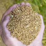 Is there room for improvement in Canada’s seed regulatory system? Absolutely.