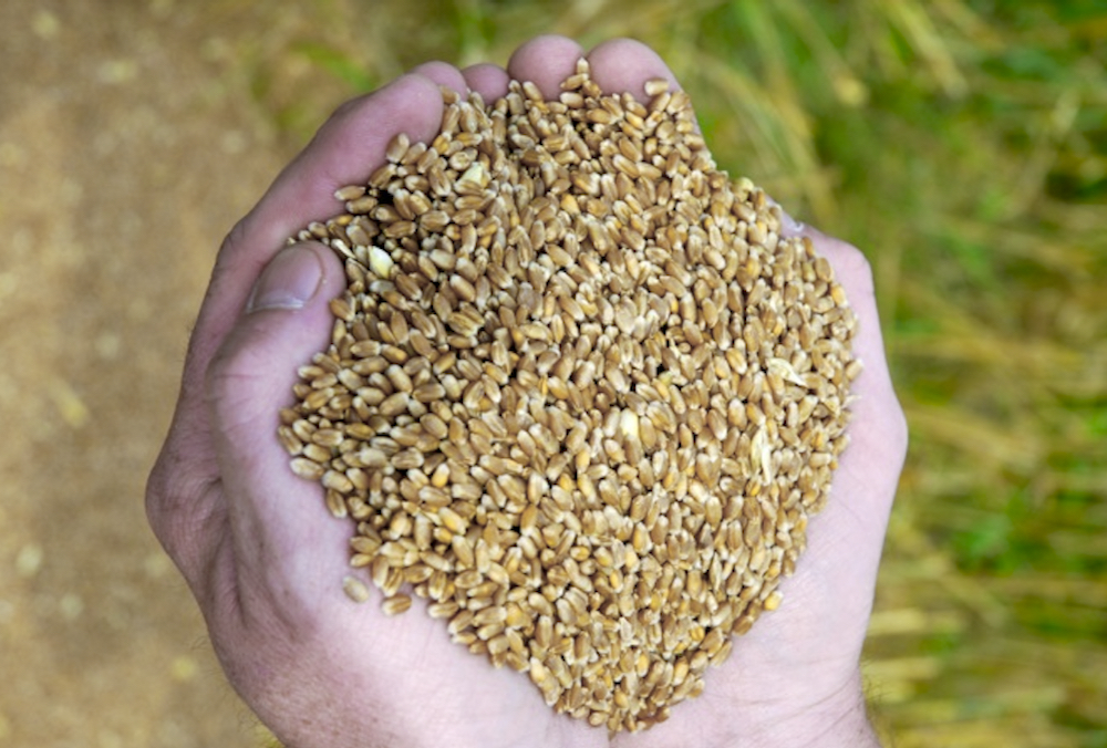 Is there room for improvement in Canada’s seed regulatory system? Absolutely.