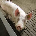 Maple Leaf ends use of gestation crates