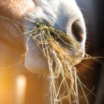 A horse's dental health is highly reliant on the ingestion and grinding of fibrous plant material.