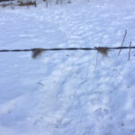 Their coarse hair can get snagged on fencing or trees they rub up against.