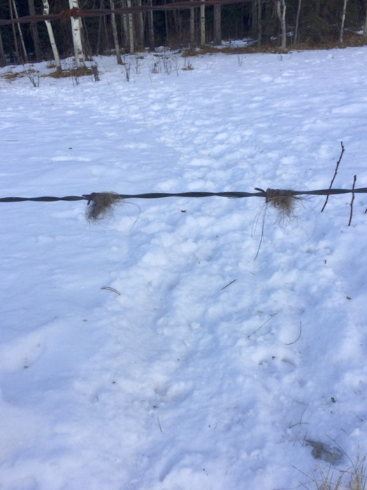 Their coarse hair can get snagged on fencing or trees they rub up against.