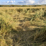 In the U.S., wild pigs cause $2.5 billion in crop damage annually, says leading Canadian expert Ryan Brook.