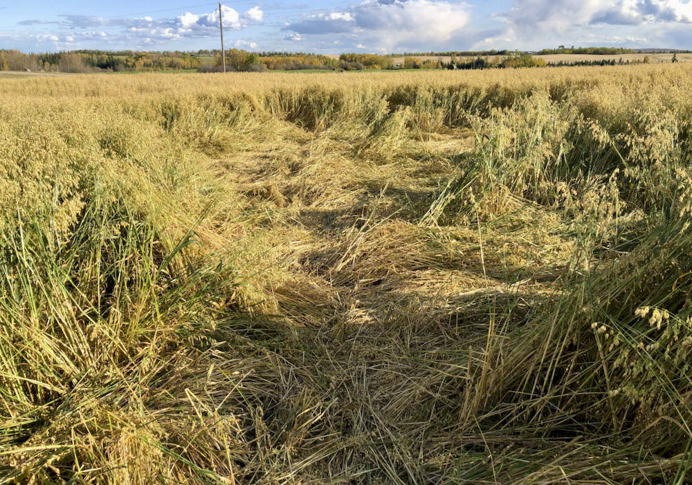 In the U.S., wild pigs cause $2.5 billion in crop damage annually, says leading Canadian expert Ryan Brook.