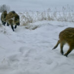 Report the sighting and location (and send a photo if you managed to get one) by emailing af.wildboar@gov.ab.ca. Or call 310-3276 (FARM).