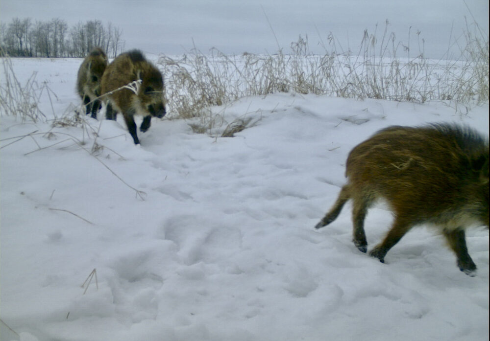 Report the sighting and location (and send a photo if you managed to get one) by emailing af.wildboar@gov.ab.ca. Or call 310-3276 (FARM).