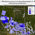 Feral pigs are “expanding completely out of control” on the Prairies, says Brook, a University of Saskatchewan animal sciences professor.