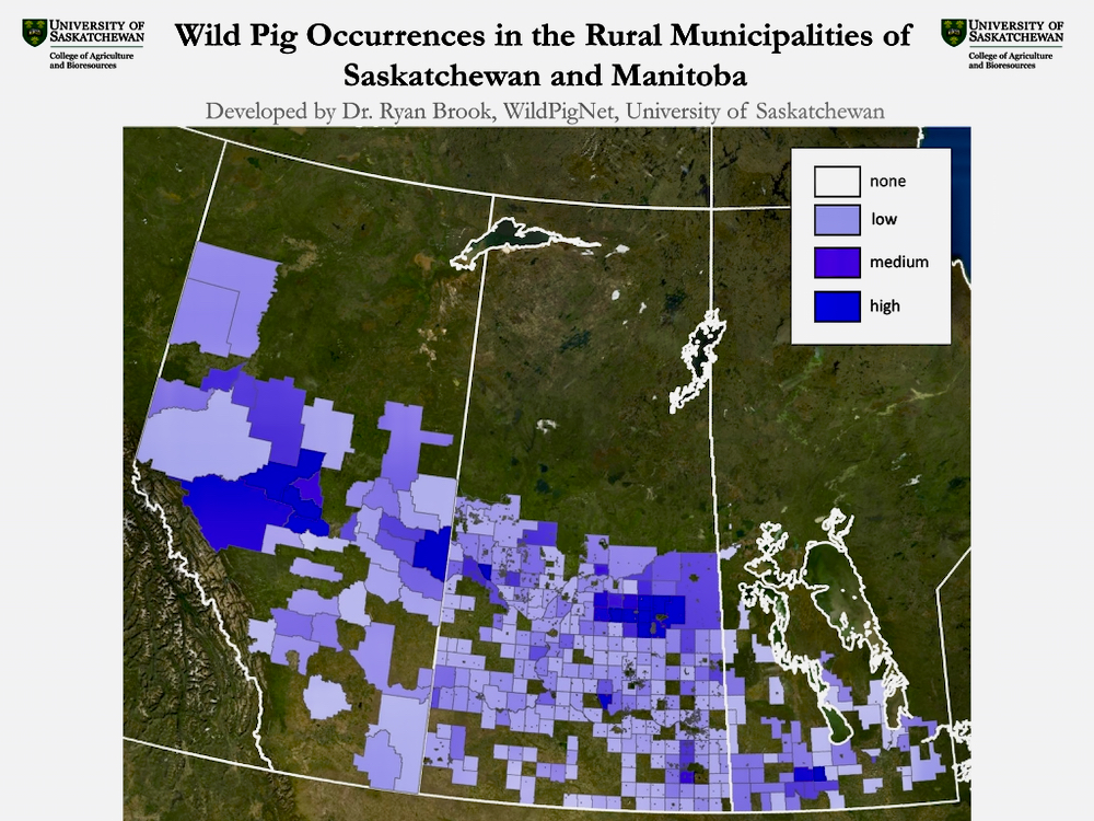 Feral pigs are “expanding completely out of control” on the Prairies, says Brook, a University of Saskatchewan animal sciences professor.