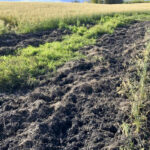 Elusive and often nocturnal, the first sign of feral pigs might be damaged pastures or crops.