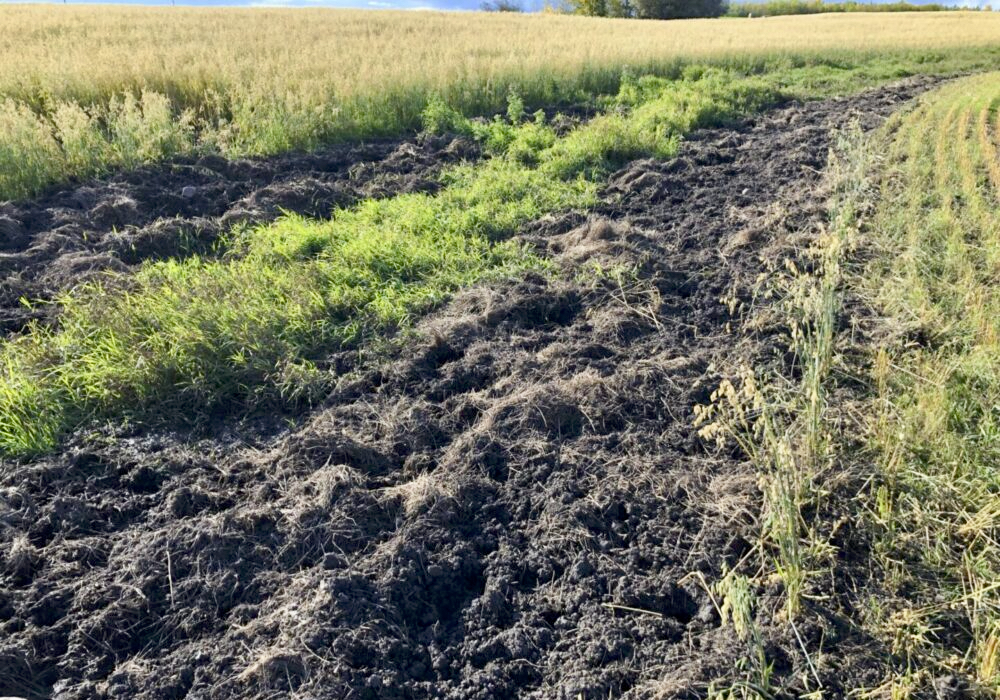 Elusive and often nocturnal, the first sign of feral pigs might be damaged pastures or crops.