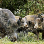 Grab a camera, not your gun. Shooting individuals causes survivors to scatter and establish new groups (called sounders).