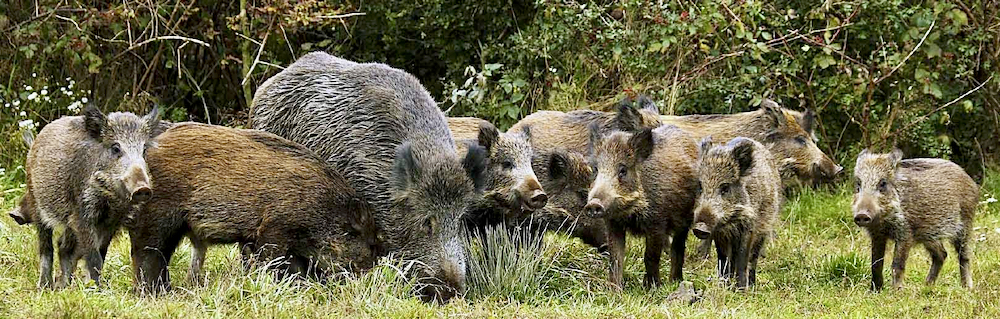 Grab a camera, not your gun. Shooting individuals causes survivors to scatter and establish new groups (called sounders).