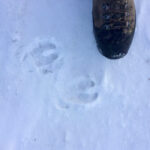 Pigs have rounded toes. (Deer tracks are typically heart- or spade-shaped.)