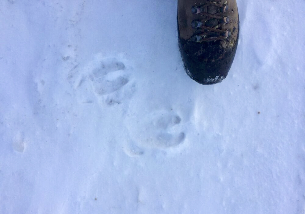 Pigs have rounded toes. (Deer tracks are typically heart- or spade-shaped.)