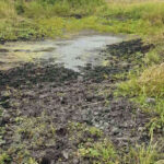 Because they have no sweat glands, feral pigs create wallows for cooling themselves.