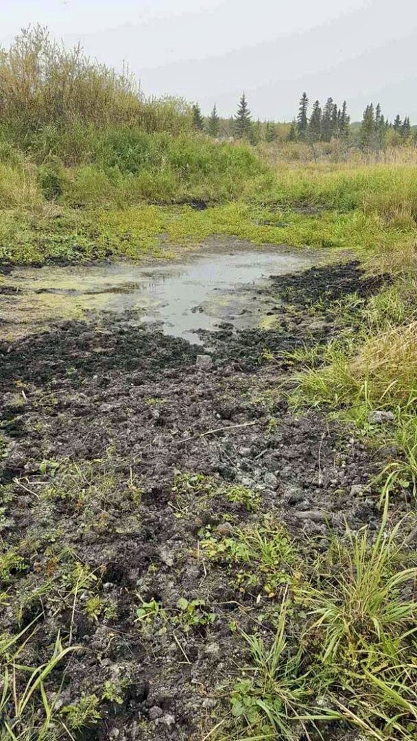 Because they have no sweat glands, feral pigs create wallows for cooling themselves.