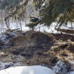 You might find farrowing nests in secluded spots.