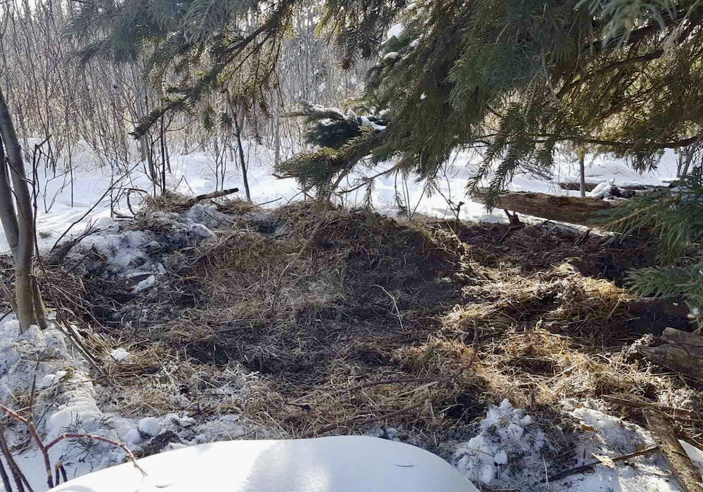 You might find farrowing nests in secluded spots.