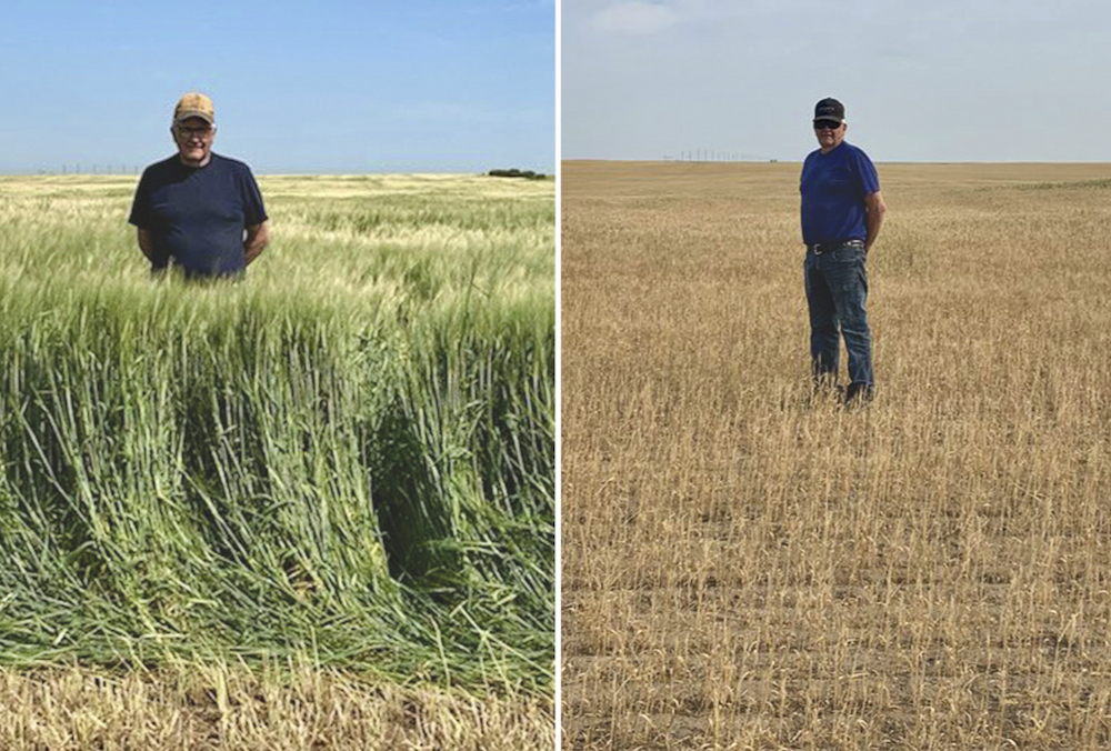 Kim Owen’s tweet of these photos of his father Richard Owen standing in the same spot in the same field (in July 2020 and then in July of this year) was retweeted nearly 1,000 times.