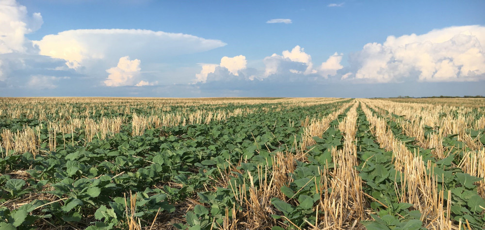A successful canola harvest requires a season-long commitment