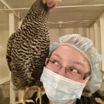 The Barred Plymouth Rock breed of chicken is known for its friendly disposition and is a popular choice for backyard flocks as they handle cold temperatures well. Originally from New England (the breed dates back to 1849), U of A’s collection came from the University of Saskatchewan three decades ago when budget cuts threatened their future.