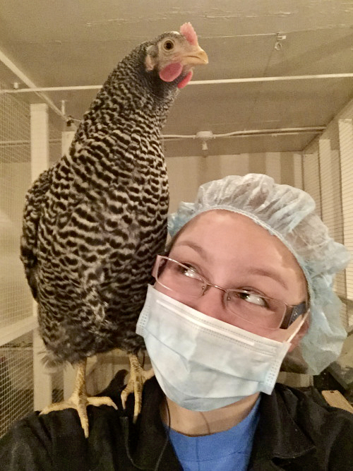 The Barred Plymouth Rock breed of chicken is known for its friendly disposition and is a popular choice for backyard flocks as they handle cold temperatures well. Originally from New England (the breed dates back to 1849), U of A’s collection came from the University of Saskatchewan three decades ago when budget cuts threatened their future.