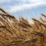 A wheat crop in 2018. Spring wheat production fell in 2021, but not nearly as much as in other difficult growing years.