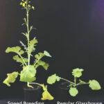 Both of these canola plants were sown on the same day, with this photo taken about four weeks later. The one on the right was grown in a regular greenhouse under natural 12-hour light.