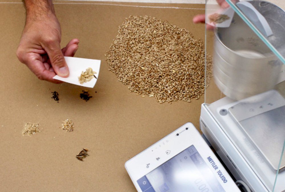 Producers can ask the Canadian Grain Commission to do a sample analysis when they disagree with an elevator — but currently they have to be present when the sample was taken and must launch the dispute process at that time. (CGC photo)
