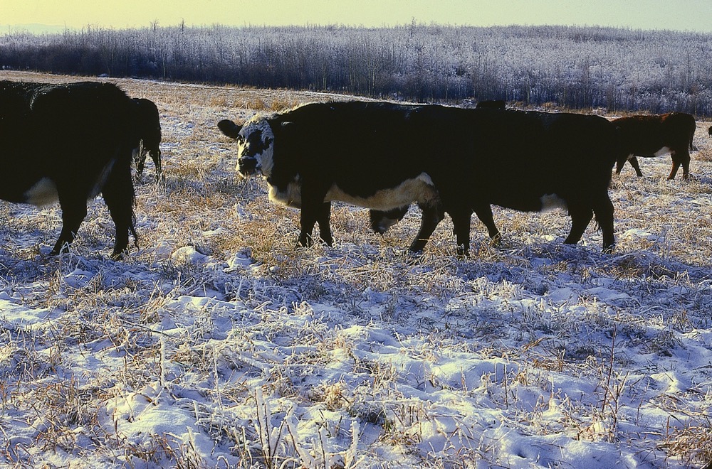 Reproductive issues are often a sign of mineral deficiency and can occur whether cattle are grazing or being fed winter rations.