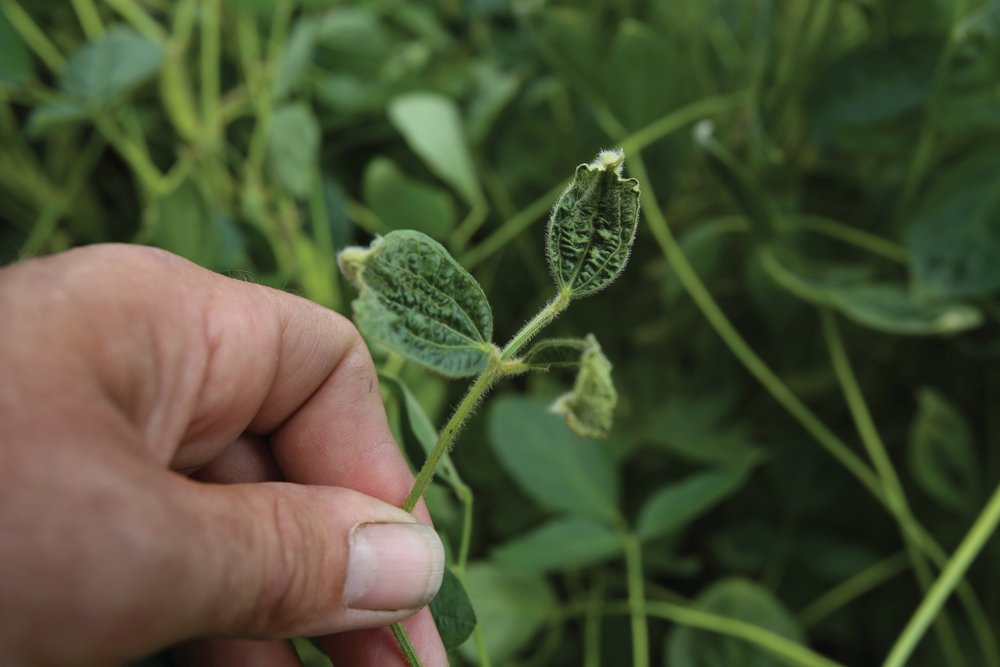 File photo of a dicamba-damaged soybean plant. (Reuters)
