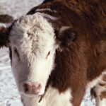 Temperature increase in an animal is one of the first measurable changes and one cannot stress the importance of knowing the temperature enough. A change can indicate a positive response to treatment or a further worsening of the disease.