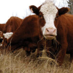 Cattle from same herd and breed being fed the same diet give off different amounts of methane — which researchers say is because of their “microbial genes.”