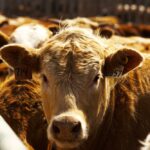 Photo: Canada Beef Inc.