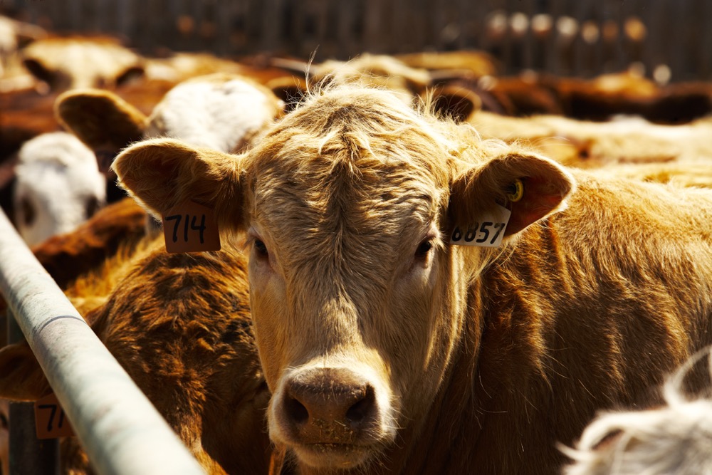 Photo: Canada Beef Inc.
