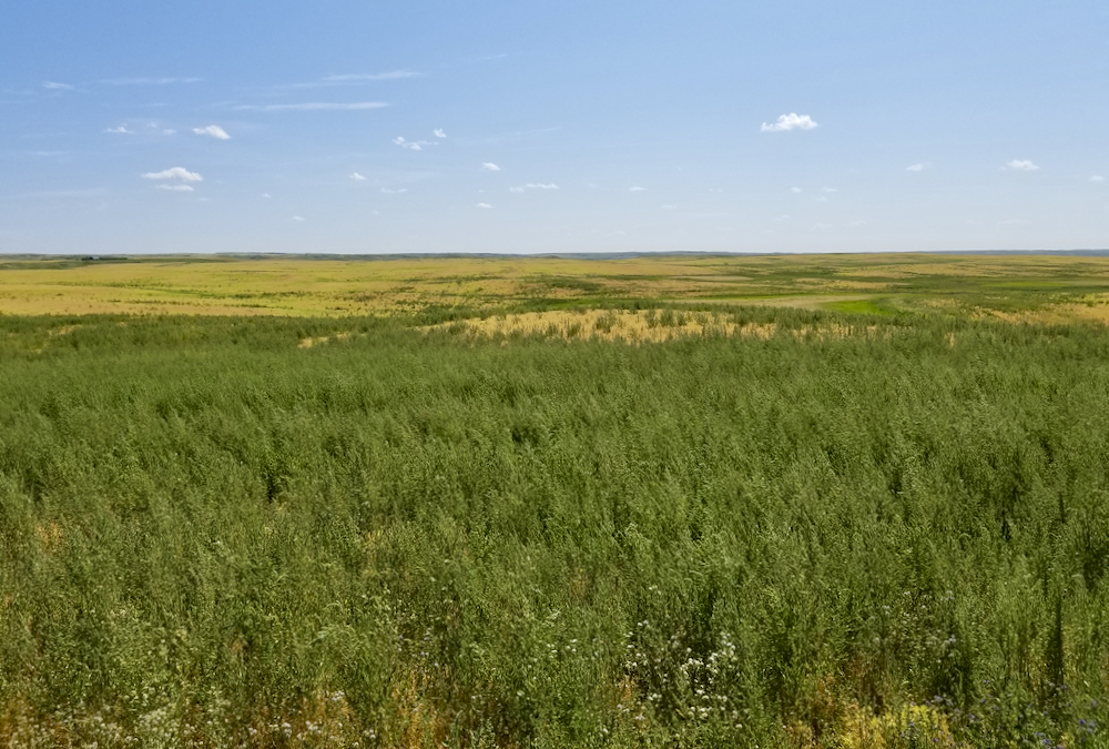 Weeds like kochia, pictured here in lentils, got a competitive advantage from the hot, dry conditions this summer. And more seeds returning to the soil seed bank could boost weed pressure in the coming year.