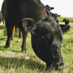 A large pasture area is like a big buffet — and now a new study aims to find out what plant species are the favourites of individual animals.