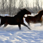 Horses have a need to move and they can have an even greater need to move during winter, when they benefit from the warmth generated by muscular activity.