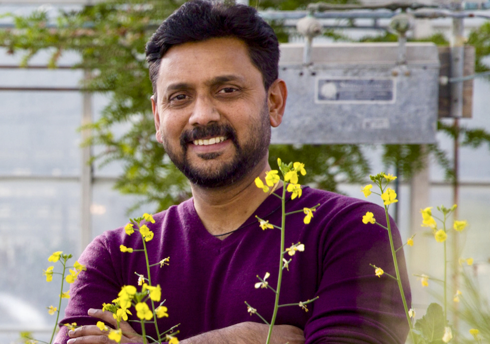 Having proven gene editing can produce shorter canola that would be subject to less lodging, U of Calgary researchers are now using this cutting-edge technology to reduce pod shatter and boost protein content in canola, says Professor Marcus Samuel.