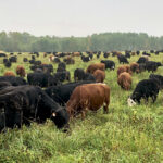 Smaller-frame cattle that finish earlier have been the unrelenting focus of Tim Hoven’s breeding program.