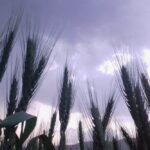 File photo of wheat plants in Afghanistan. (PK Ahmad/iStock/Getty Images)