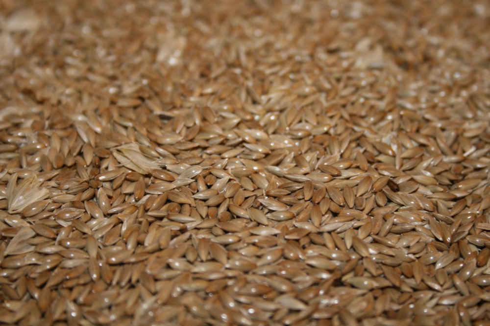(Photo courtesy Canaryseed Development Commission of Saskatchewan)

