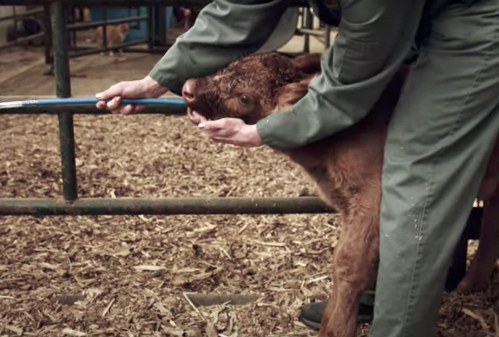 This scene from a new video on esophageal feeding illustrates a couple of points — the calf’s head is in a neutral position and the animal is backed into a corner so it can be properly restrained.