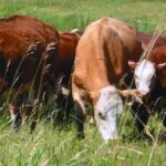 Sharpen your grazing game plan in 2022