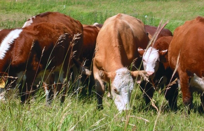 Sharpen your grazing game plan in 2022
