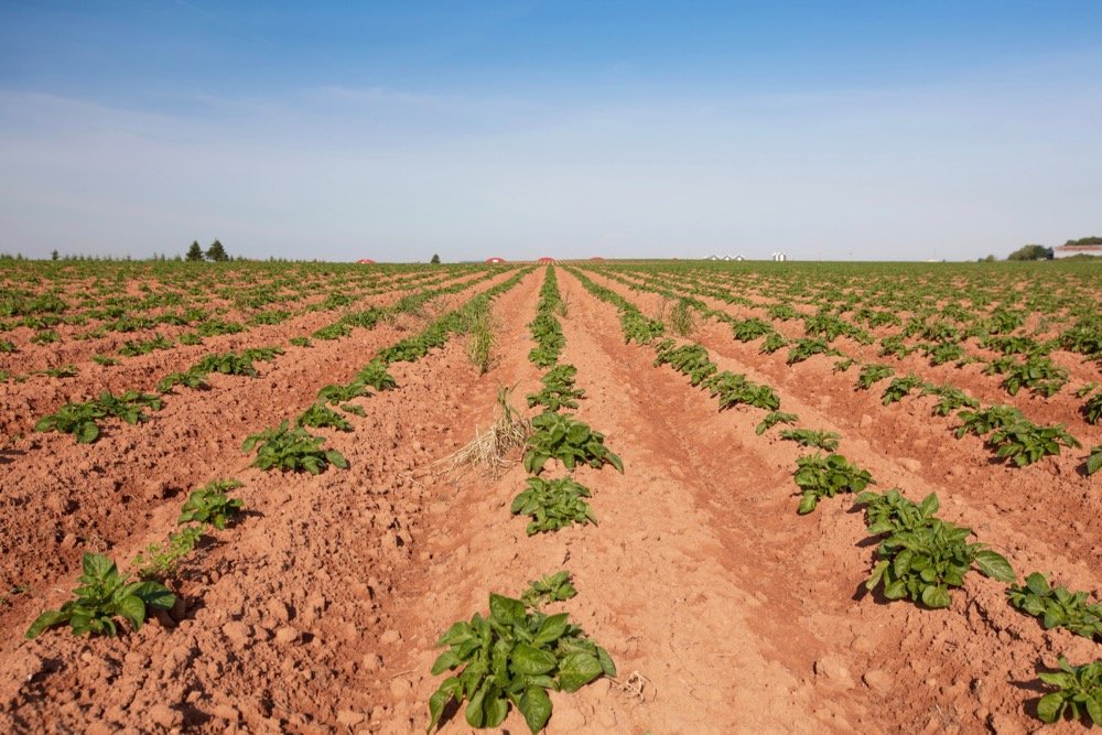 File photo of a Prince Edward Island potato field. (Onepony/iStock/Getty Images)
